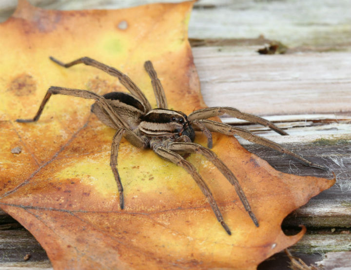 Rabid Wolf Spider